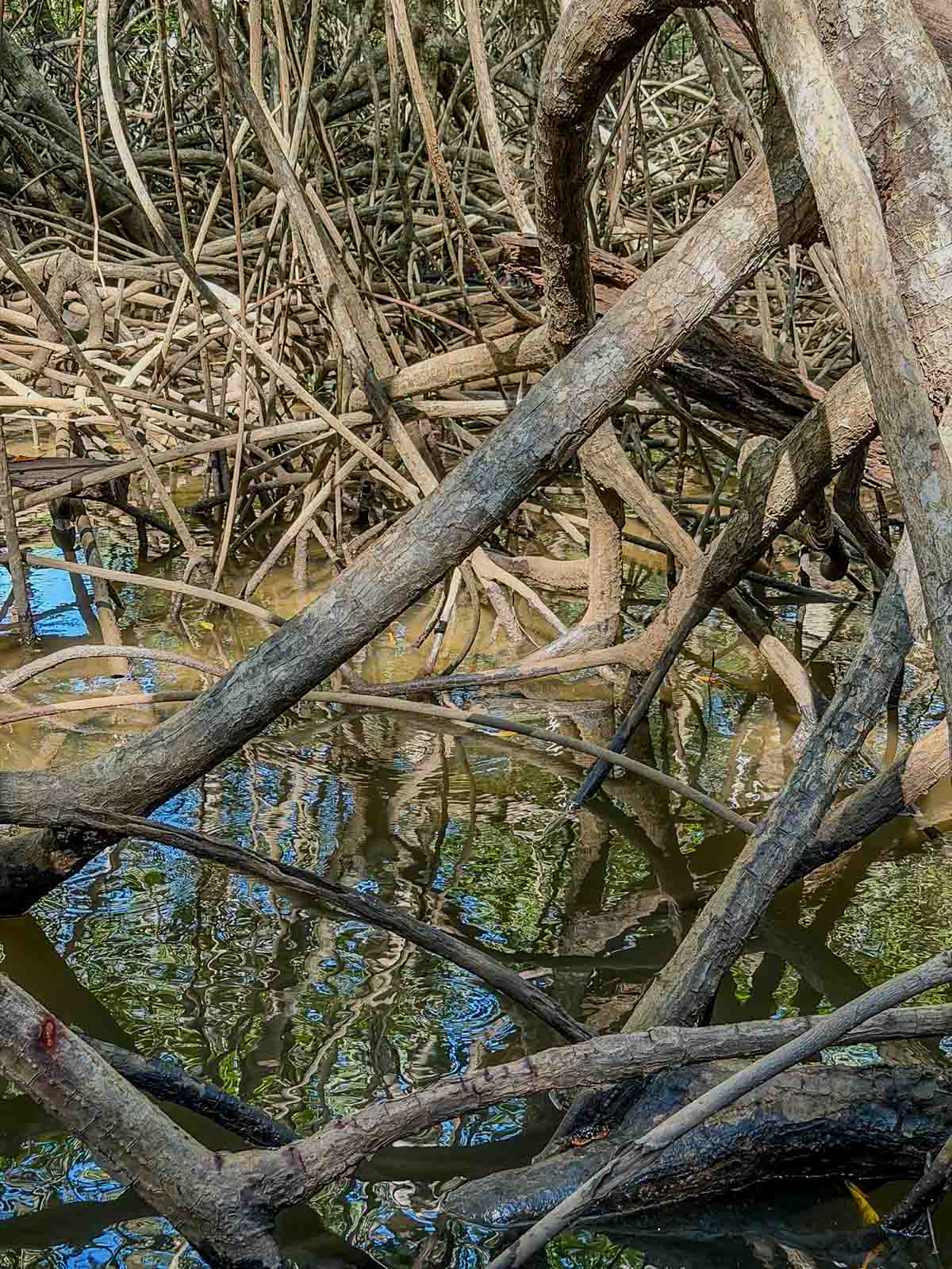 A juvenile crocodile is seen in the water of the Tamarindo Estuary. The crocodile has its eyes shut and blends into the tree roots around it.