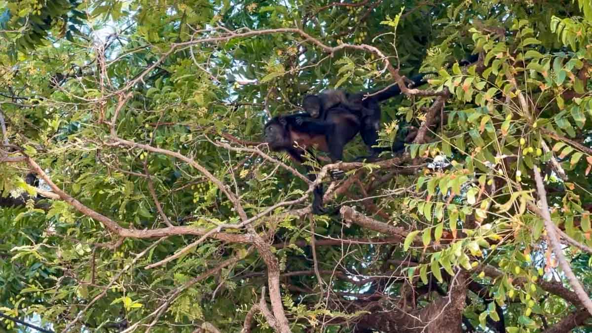 A mama monkey carrying her baby on her back in Tamarindo, Costa Rica.